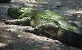 Guy Fanguy - Artist - Alligator (36).jpg Size: 63070 - 6